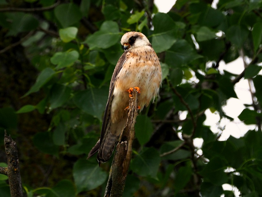 Falco cuculo (Falco vespertinus), maschio e femmina